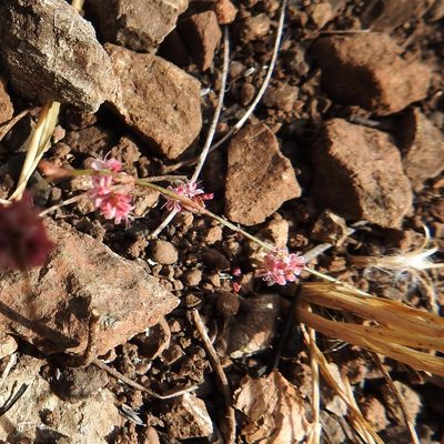 Eriogonum luteolum, photographed by Daniel Levitis