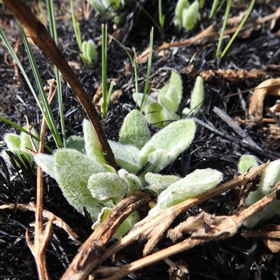 Stachys albens, photographed by Daniel Levitis