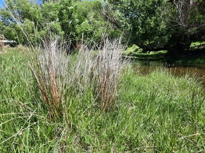 Carex buchananii, photographed by Alice Shanks
