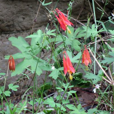 Aquilegia desertorum, photographed by Katja Schulz