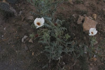 Argemone platyceras, photographed by Juan Cruzado Cortés