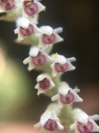 Cryptochilus siamensis, photographed by Matt Berger