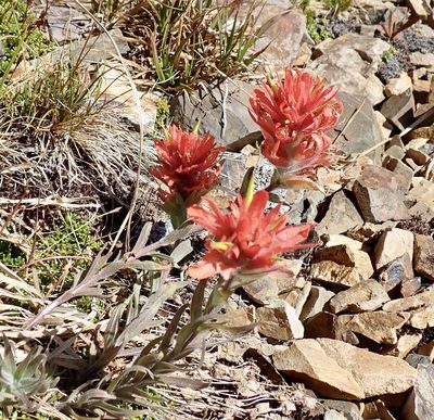 Castilleja elmeri, photographed by John Brew