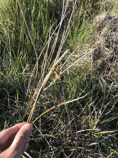 Juncus procerus, photographed by Jenny Saito