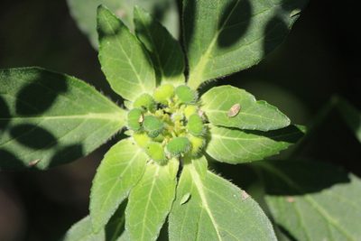 Euphorbia cuphosperma, photographed by José Belem Hernández Díaz