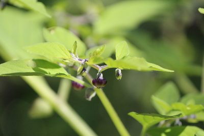 Physalis solanacea, photographed by José Belem Hernández Díaz