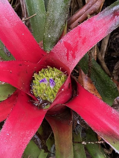 Neoregelia carolinae, photographed by Jean-Paul Boerekamps