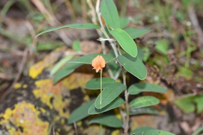 Tephrosia tinctoria, photographed by S.MORE