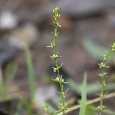 Galium gaudichaudii, photographed by Kym Nicolson