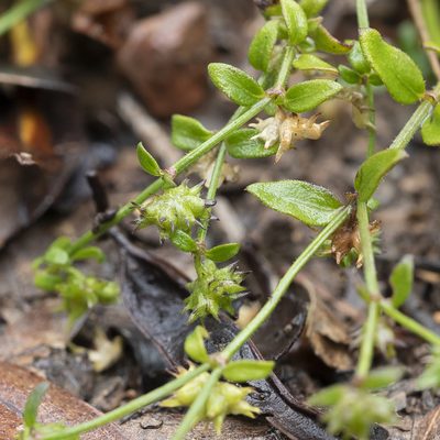 Opercularia varia, photographed by Kym Nicolson