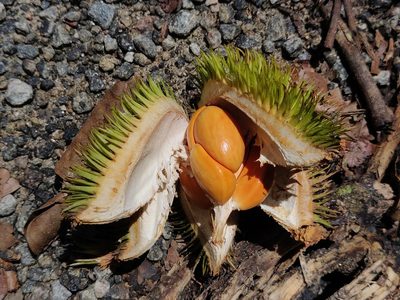 Cullenia exarillata, photographed by T R Shankar Raman