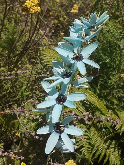 Ixia viridiflora, photographed by Brian du Preez
