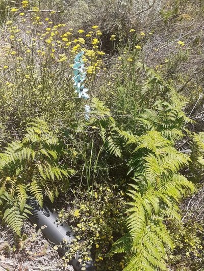 Ixia viridiflora, photographed by Brian du Preez
