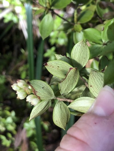 Archeria racemosa, photographed by phoebeandrews