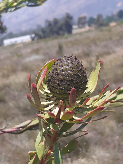 Leucadendron chamelaea, photographed by Brian du Preez
