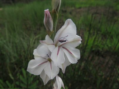 Gladiolus wilsonii, photographed by James Deacon