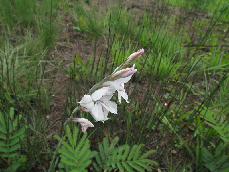 Gladiolus wilsonii, photographed by James Deacon