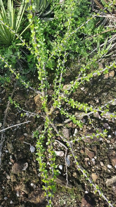 Fouquieria formosa, photographed by Martín Sánchez Vilchis