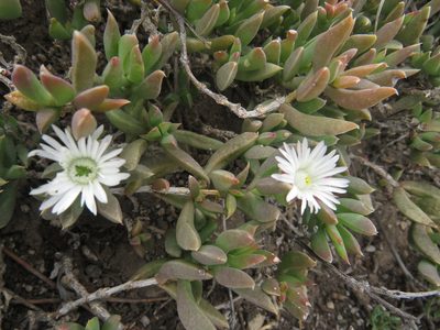 Delosperma litorale, photographed by James Deacon