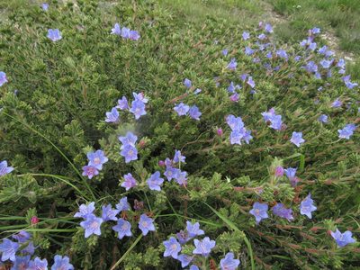 Lobostemon trigonus, photographed by James Deacon