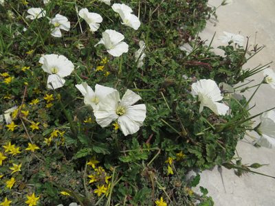 Monsonia emarginata, photographed by James Deacon