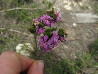 Acmadenia obtusata, photographed by James Deacon