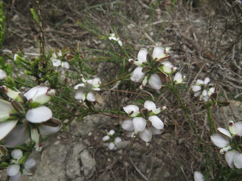 Polygala ericifolia, photographed by James Deacon