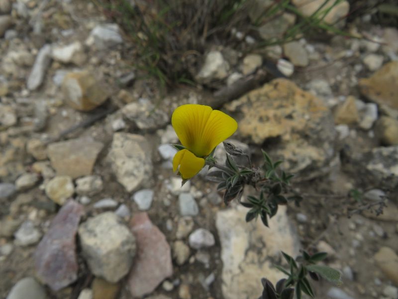Argyrolobium collinum, photographed by James Deacon