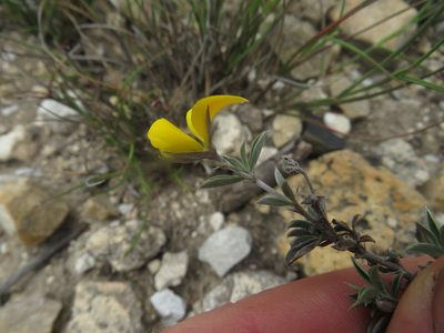 Argyrolobium collinum, photographed by James Deacon