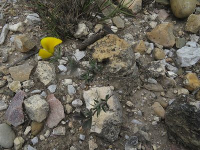 Argyrolobium collinum, photographed by James Deacon