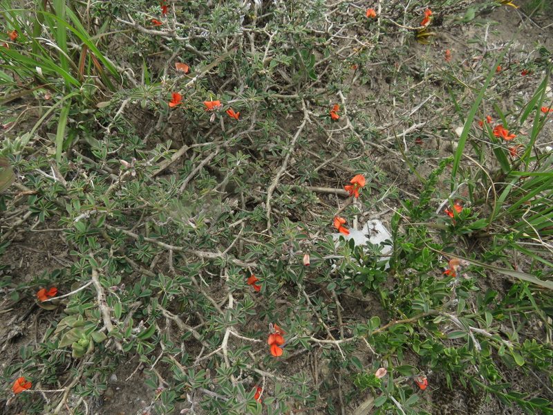 Indigofera sessilifolia, photographed by James Deacon
