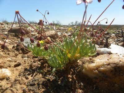 Kewa salsoloides, photographed by Jacklyn Farmer