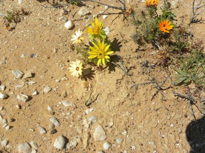 Didelta carnosa, photographed by Jacklyn Farmer