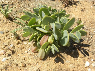 Roepera cordifolia, photographed by Jacklyn Farmer