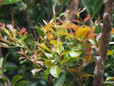Syzygium formosanum, photographed by 葉子