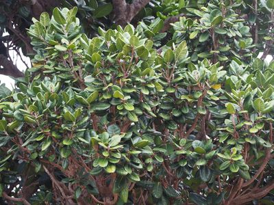 Palaquium formosanum, photographed by 葉子