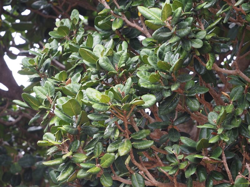 Palaquium formosanum, photographed by 葉子