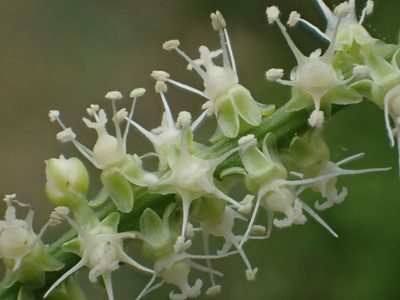 Deeringia amaranthoides, photographed by 葉子