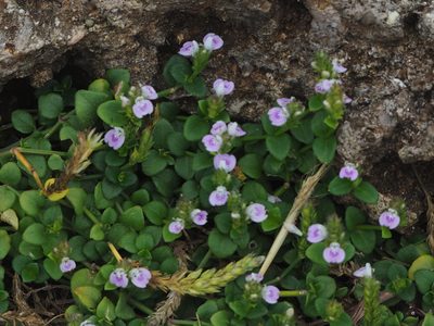 Justicia hayatae, photographed by 葉子