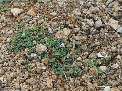 Tephrosia obovata, photographed by 葉子