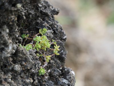 Portulaca psammotropha, photographed by 葉子