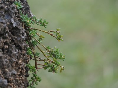 Portulaca psammotropha, photographed by 葉子