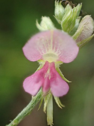 Indigofera byobiensis, photographed by 葉子