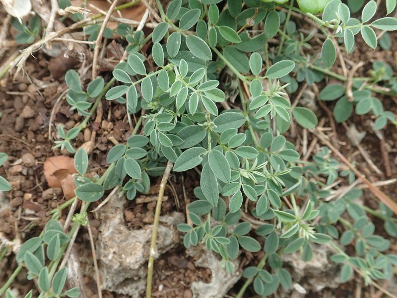 Indigofera byobiensis, photographed by 葉子