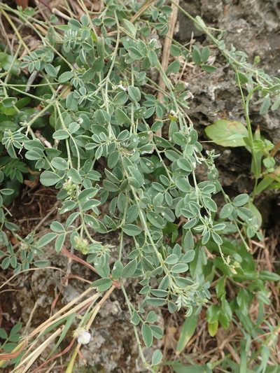 Indigofera byobiensis, photographed by 葉子