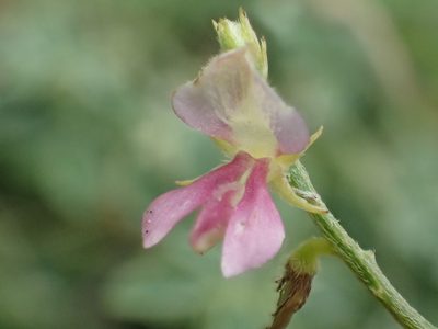Indigofera byobiensis, photographed by 葉子