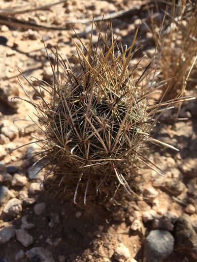 Sclerocactus brevihamatus, photographed by Karla M. Benítez