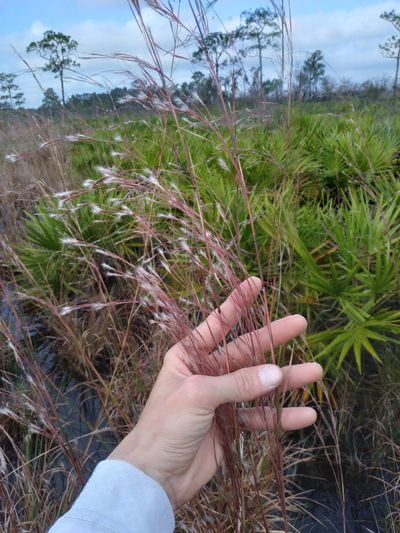 Andropogon brachystachyus, photographed by Scott Ward