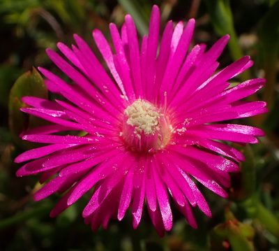 Ruschia duthieae, photographed by Nicola van Berkel