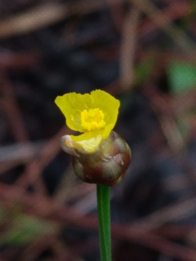 Xyris floridana, photographed by Scott Ward